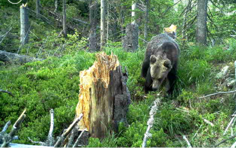 Niedźwiedź grasuje na turystycznym szlaku w Beskidzie Sądeckim?