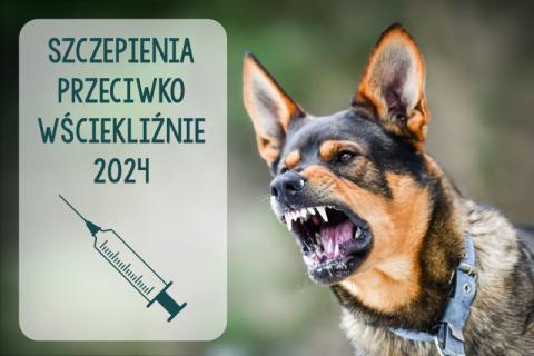 Podegrodzie: ruszyły szczepienia przeciw psów wściekliźnie? Zobaczcie harmonogram