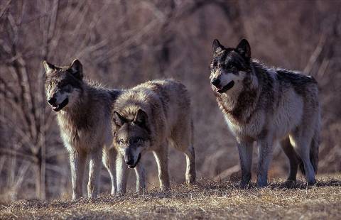 wilki atakują zwierzęta domowe